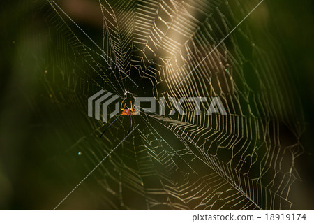 Macracantha arcuata in nature Macracantha arcuata in nature 18919174