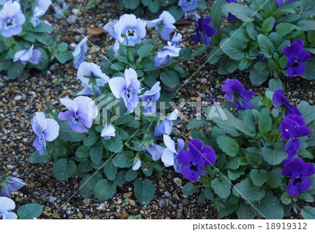 三色堇中提琴 -  18919312