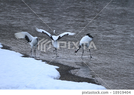 在仲冬起重機中跳舞 18919404