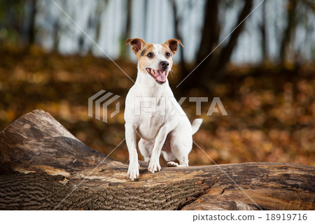 Amazing jack russell terrier in autumn 18919716