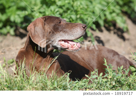 Beautiful bitch of German Shorthaired Pointer 18919717