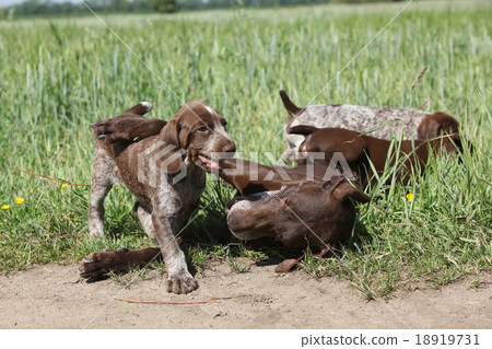 Amazing bitch playing with its puppies 18919731