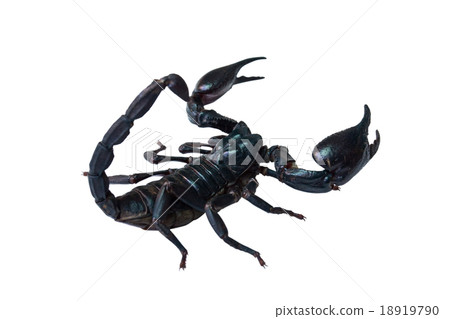 Black scorpion isolated on white background 18919790