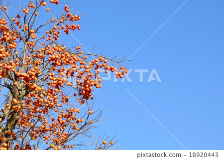 Copy space of late autumn blue sky and completely ripe persimmon nuts 18920443