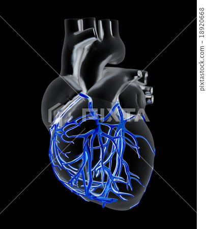 Human heart Human heart 18920668