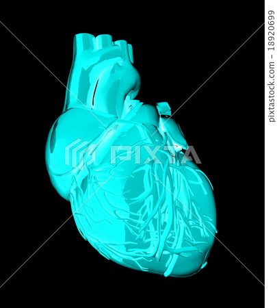 Human heart 18920699