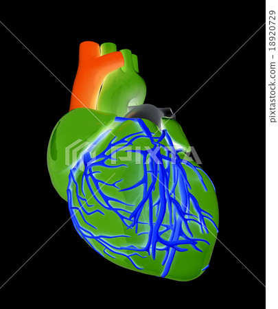 Human heart Human heart 18920729