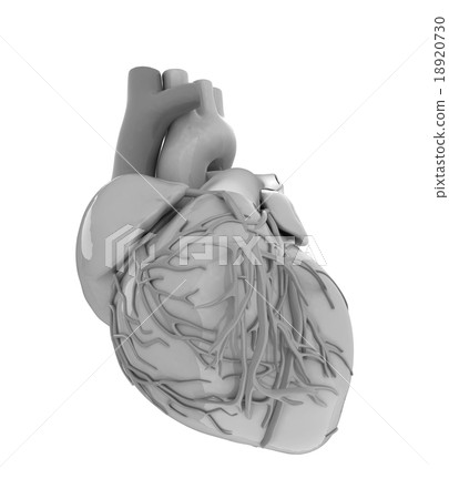 Human heart Human heart 18920730
