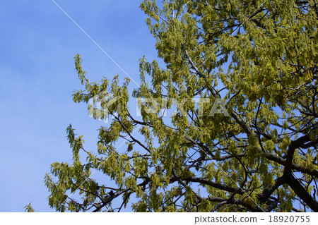 The word of "Kunugi flower" is "keep" The word of "Kunugi flower" is "keep" 18920755