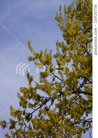 The word of "Kunugi flower" is "keep" The word of "Kunugi flower" is "keep" 18920756