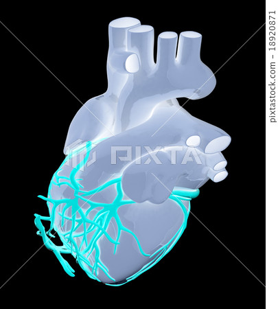 Human heart 18920871