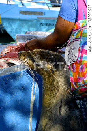 Is my meal yet? Galapagos Sea Lion 18921043