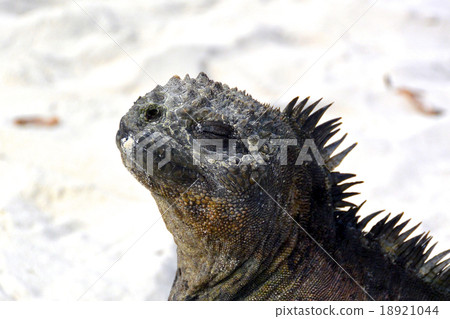 Galapagos · sea iguanas sunbirds Galapagos · sea iguanas sunbirds 18921044