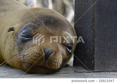 Cute sleeping face of Galapagos · Sea lion 18921047