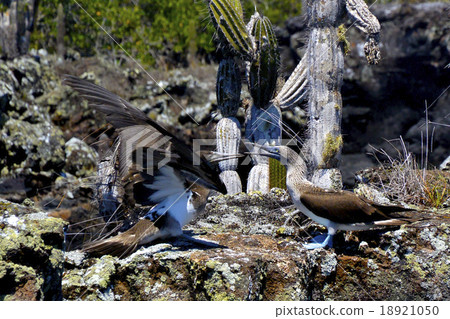 加拉帕戈斯·藍腳鰹鳥跳舞求愛 18921050