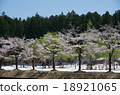 Cherry trees of Echigo Yuzawa · Iwahara (with snow and cherry blossoms and fresh green) 18921065