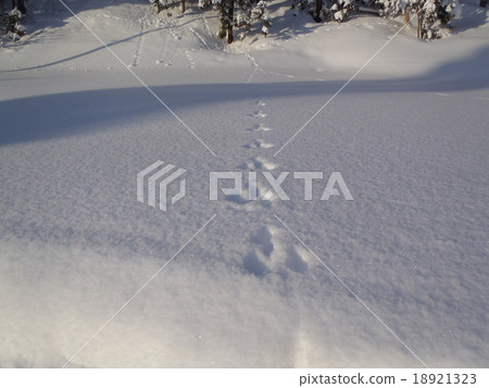 新鮮的雪和兔子腳印 新鮮的雪和兔子腳印 18921323