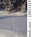 Footprints of fresh snow and rabbits 18921324