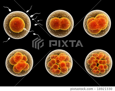 Process division of fertilized cell 18921330