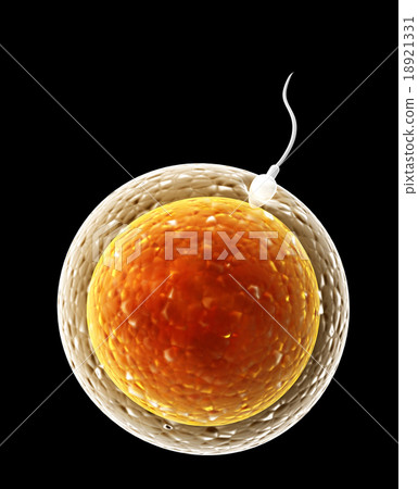 Spermatozoon, floating to ovule Spermatozoon, floating to ovule 18921331