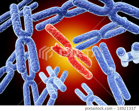 Broken red X chromosome and full X chromosomes Broken red X chromosome and full X chromosomes 18921337