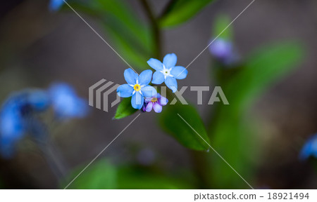 Blooming forget-me-not flowers Blooming forget-me-not flowers 18921494