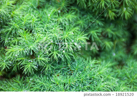 Evergreen juniper branches 18921520