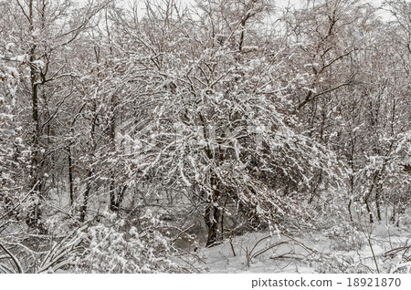 beautiful trees in a fluffy snow 18921870
