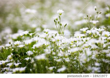 White flowers of Stellaria holostea White flowers of Stellaria holostea 18921977