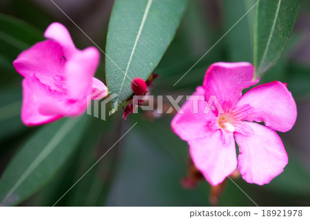 Nerium oleander pink flowers and buds 18921978