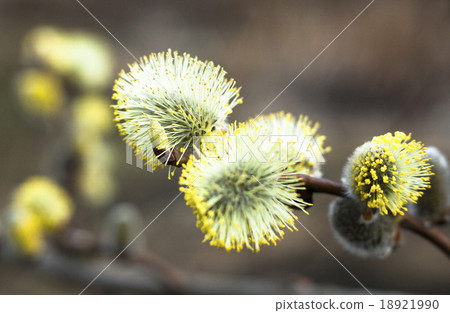 Flowering catkins of a willow 18921990