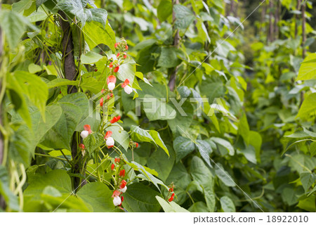 Growing the beans (Phaseolus vulgaris) Growing the beans (Phaseolus vulgaris) 18922010