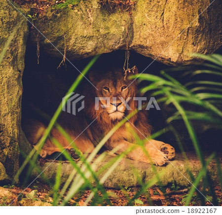 Asian lion lying on rocky top 18922167