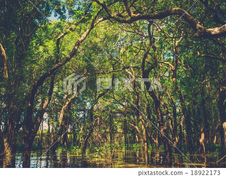Flooded trees in mangrove rain forest. Kampong Phluk village. Cambodia Flooded trees in mangrove rain forest. Kampong Phluk village. Cambodia 18922173