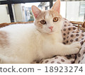 Munchkin 18923274