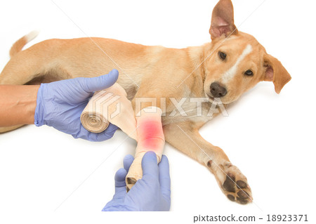 veterinarian's hands wrapping a bandage  18923371
