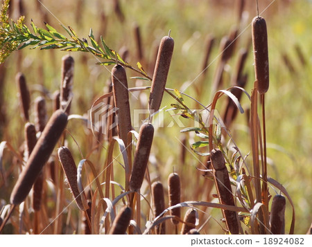 Kamon noodles with sweet potatoes 18924082