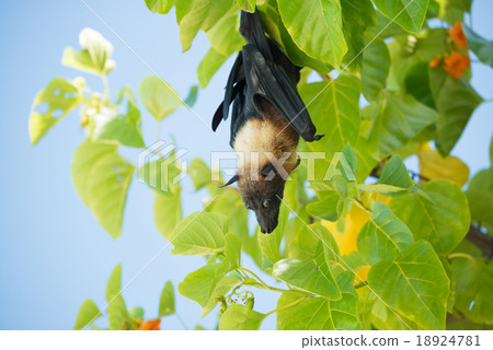 Indian flying fox, Greater Indian fruit bat  18924781