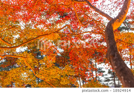 Autumn leaves Autumn leaves 18924914