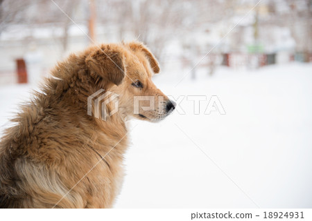 Dog in Kaza village, Spiti valley, North India 18924931