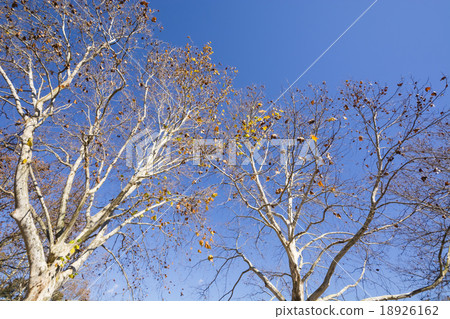 Late autumn America tin plot tree Late autumn America tin plot tree 18926162
