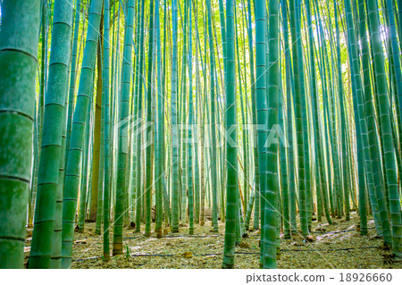 Arashiyama bamboo grove 18926660