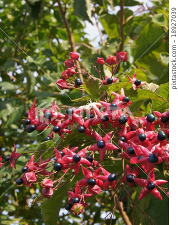 Fruit of coloring rabbit (odor) Fruit of coloring rabbit (odor) 18927039