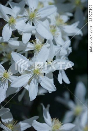 Clematis Armandy Clematis Armandy 18927502