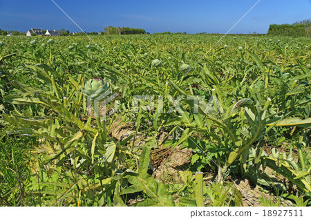 Artichokes 18927511