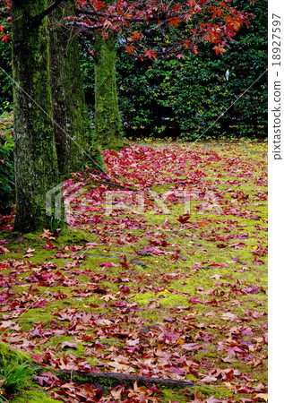 Deciduous leaves of American Fu Deciduous leaves of American Fu 18927597