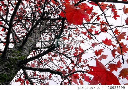 Autumn leaves of American Fu Autumn leaves of American Fu 18927599
