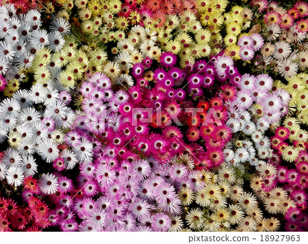 一邊活石雛菊 一邊活石雛菊 18927963