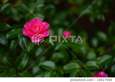 Soy sake flower (upper left) Soy sake flower (upper left) 18927988