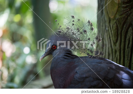Victoria Crowned Pigeon Victoria Crowned Pigeon 18928828